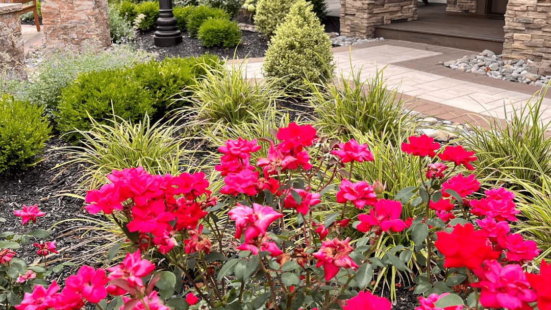 Vibrant pink roses in well-maintained landscape with decorative stones and greenery.