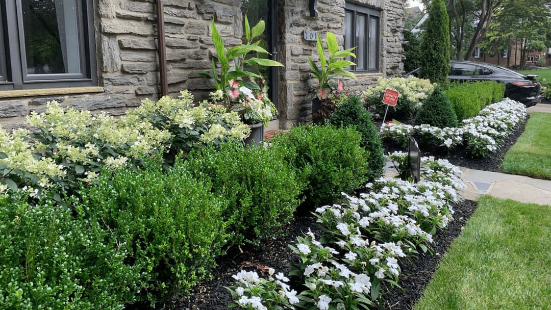 Lush front garden with white flowers, green shrubs, and stone house exterior.