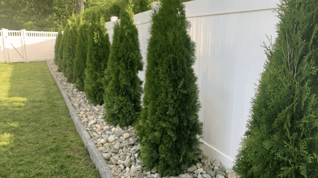 Lush cedars line a white fence, creating an elegant garden border with decorative stones.