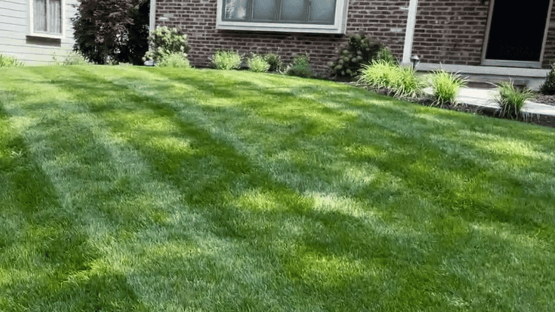 Lush green lawn with striped pattern in front of a brick house and landscaped garden.
