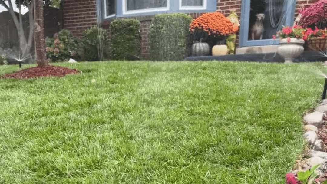 Lush green lawn with flower pots and a dog visible near a brick house.