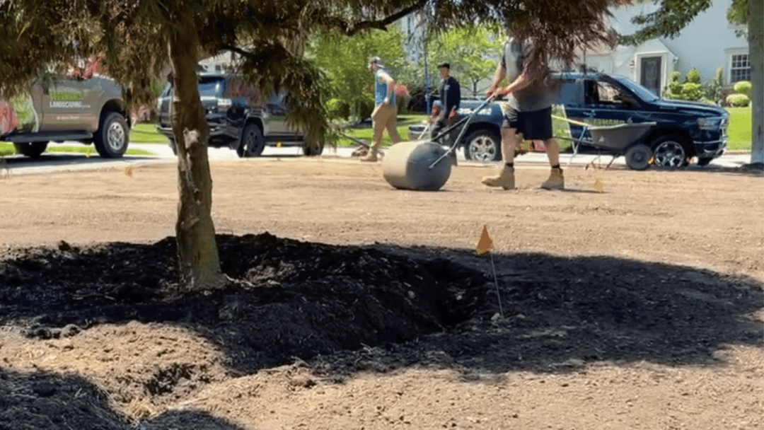 Workers preparing a yard with landscaping equipment and tree in foreground.