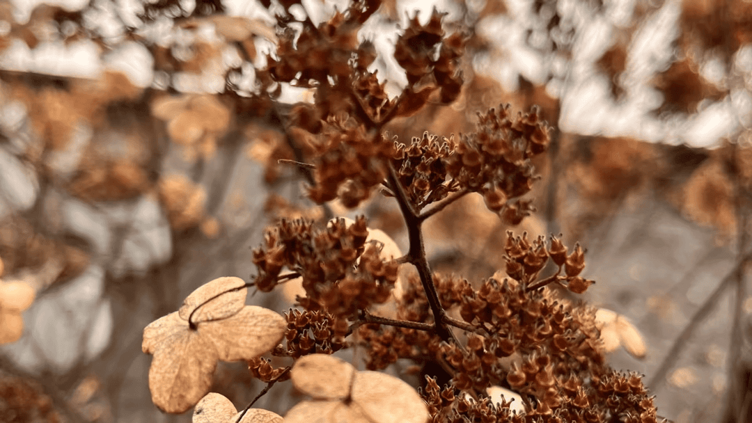 Close-up of dried autumn flowers with warm brown tones and delicate textures.