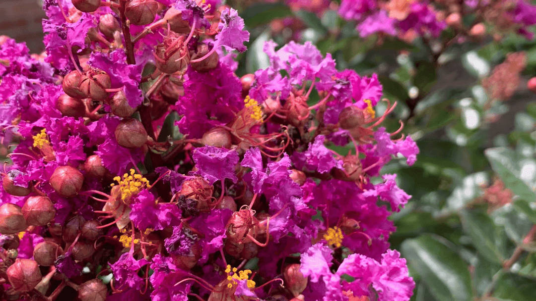 Vibrant pink flowering crepe myrtle blossoms with yellow stamens and green leaves.