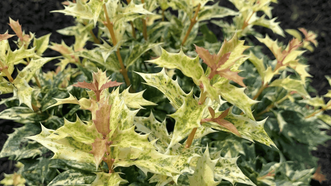 Variegated holly plant with spiky, green and yellow leaves, showcasing new growth.